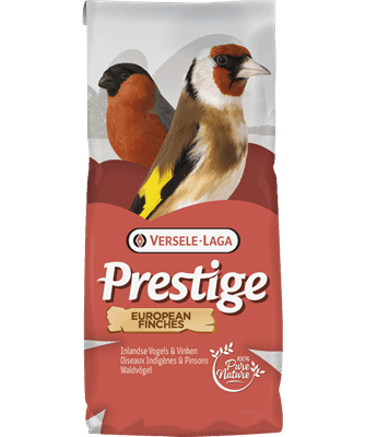 PINTASSILGOS E LUGRES - VERSELE-LAGA