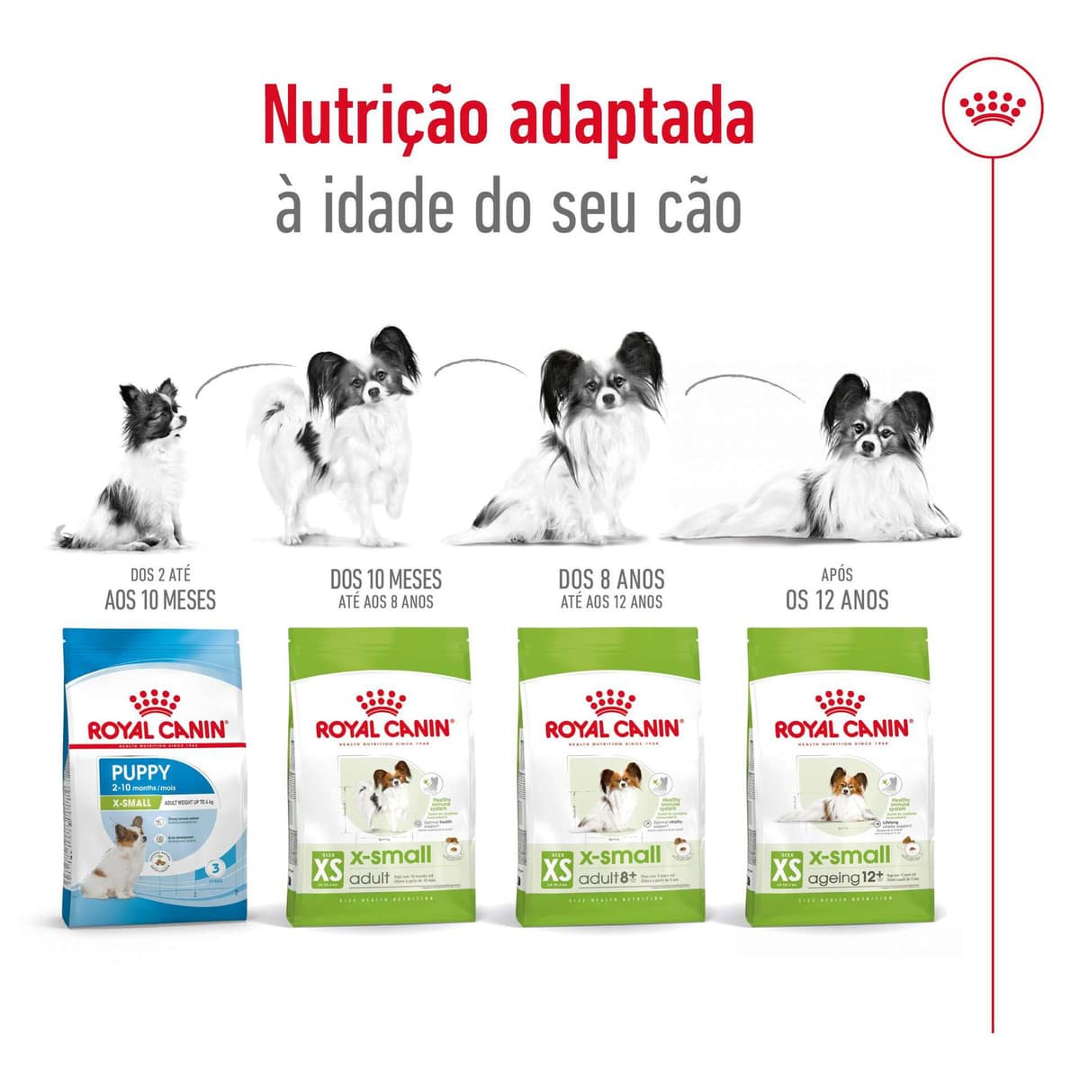 Royal Canin X-Small Adult 8+ - Ração seca para cão muito pequeno com mais de 8 anos - 6