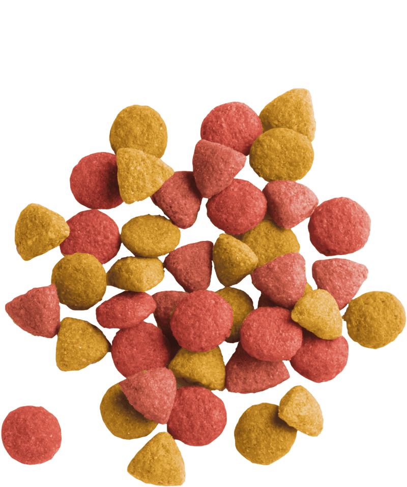 LARA ADULT STERILIZED - 2