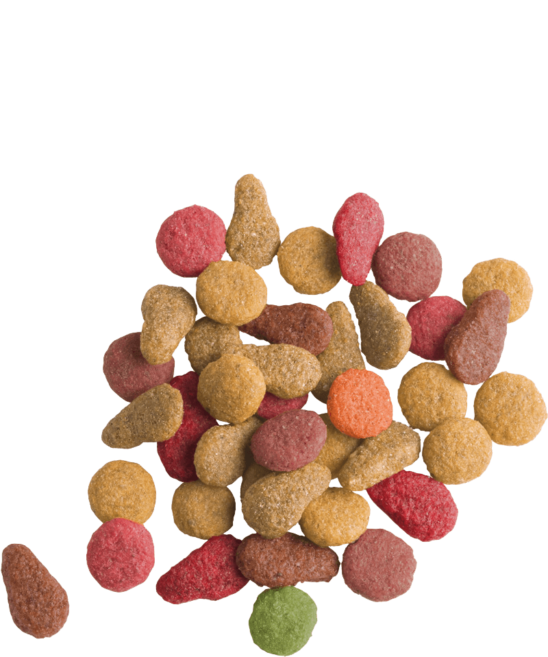 LARA ADULT WITH SALMON - 3