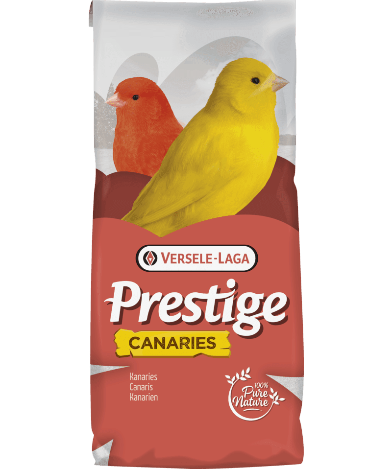 CANÁRIOS CRIA SEM NABO - VERSELE-LAGA