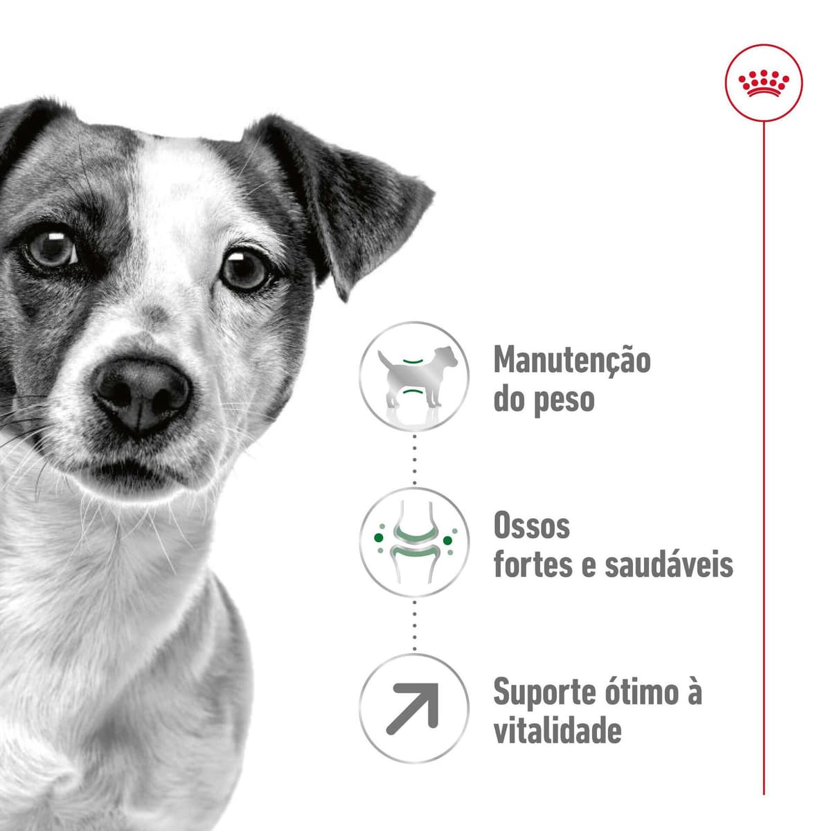 Royal Canin Mini Adult 8+ - Ração seca para cão de porte pequeno com mais de 8 anos - 3