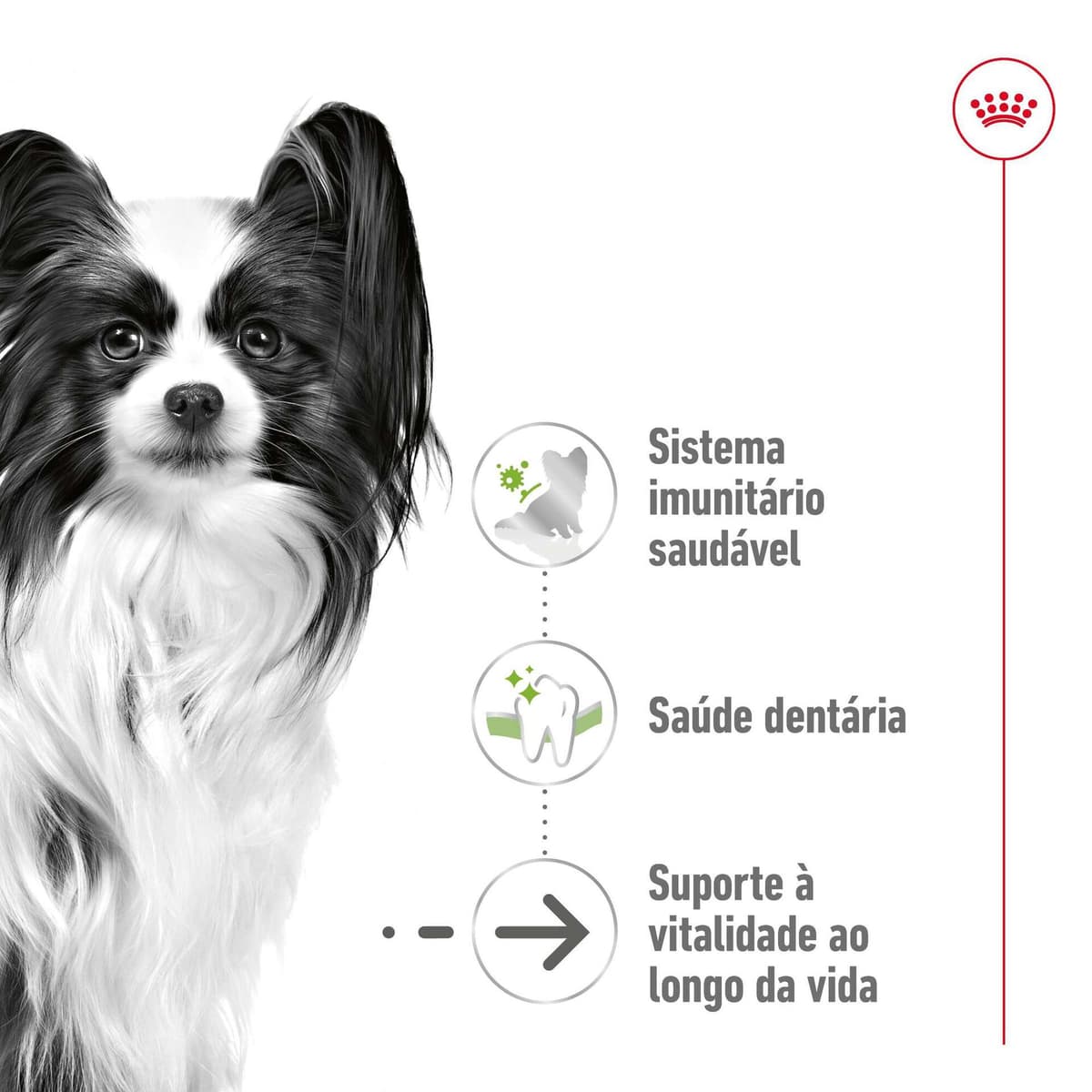 Royal Canin X-Small Adult +12 - Ração seca para cão muito pequeno com mais de 12 anos - 2