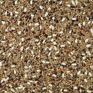 Deli Nature 72 - Agapornis Competição - 2