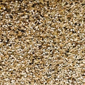 Deli Nature 98 - Pintassilgos Americanos - Cardenalitos - 2