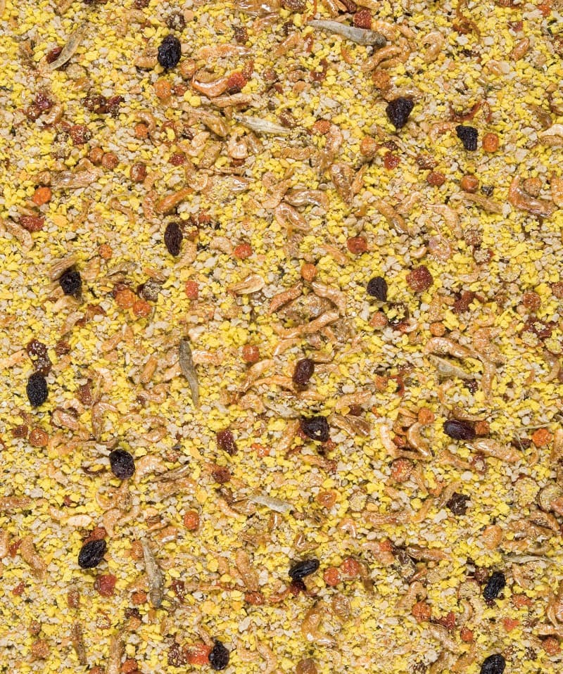 PAPA SECA GRANDES PERIQUITOS - VERSELE-LAGA - 2