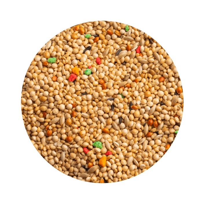 Pet Cup Exótico Classic - 2