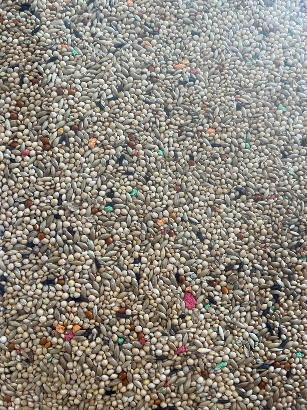 CONCEITO ANIMAL Mistura Exóticos - 2