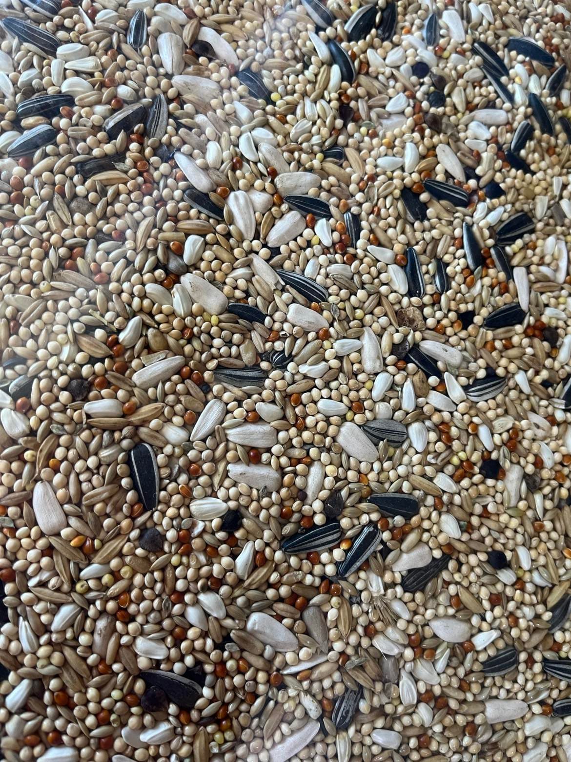 CONCEITO ANIMAL Mistura Psitacídeos - 2