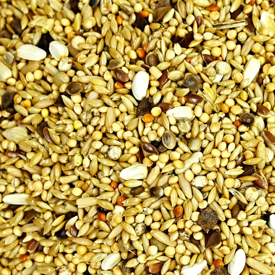 Mistura Agapornis “Champion” - Canto Alegre