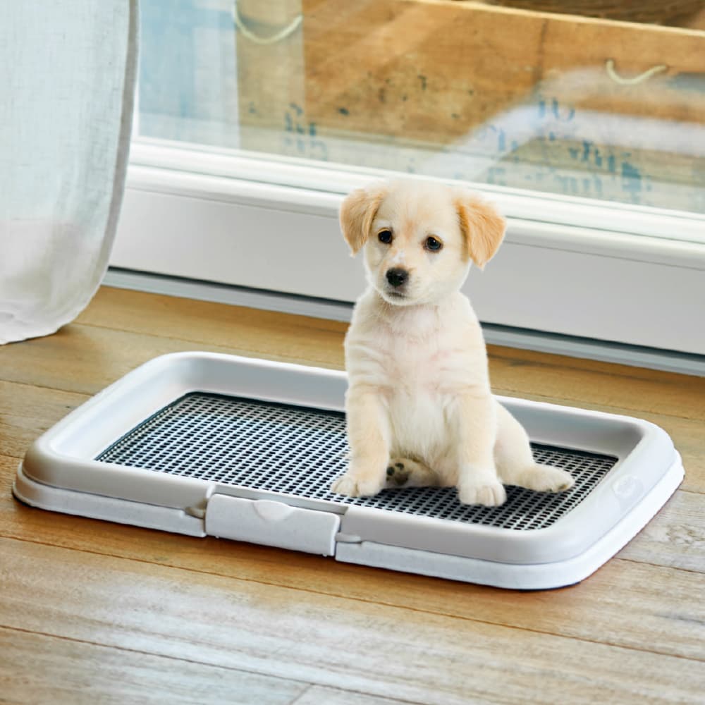 TABULEIRO "PUPPY TRAINING" (PARA RESGUARDOS) - 8