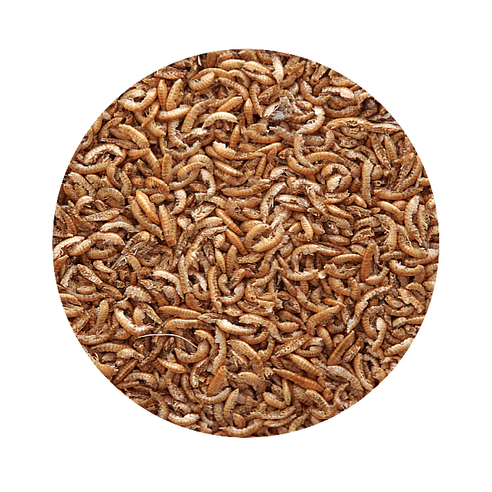 Gammarus Para Tartarugas - Pet Cup - 2