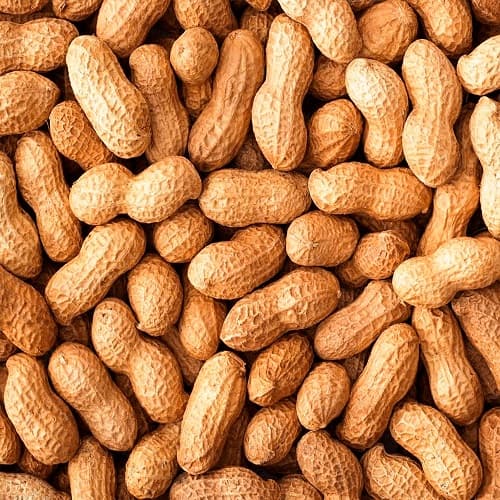 Amendoim com casca - Versele-laga - 2