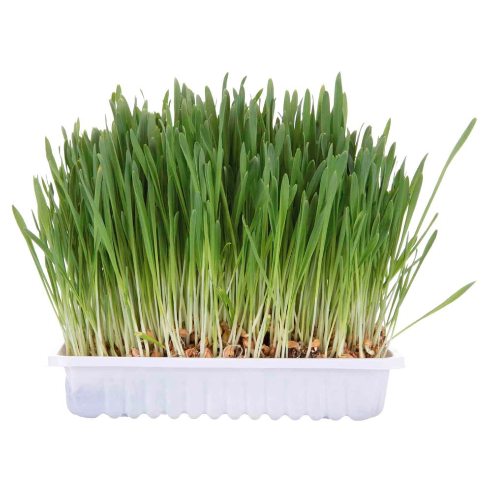 ERVA GATEIRA - TRIXIE - 2