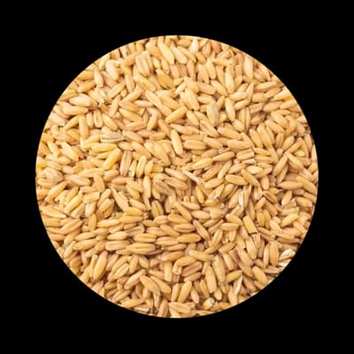 Aveia Descascada para aves - Conceito Animal