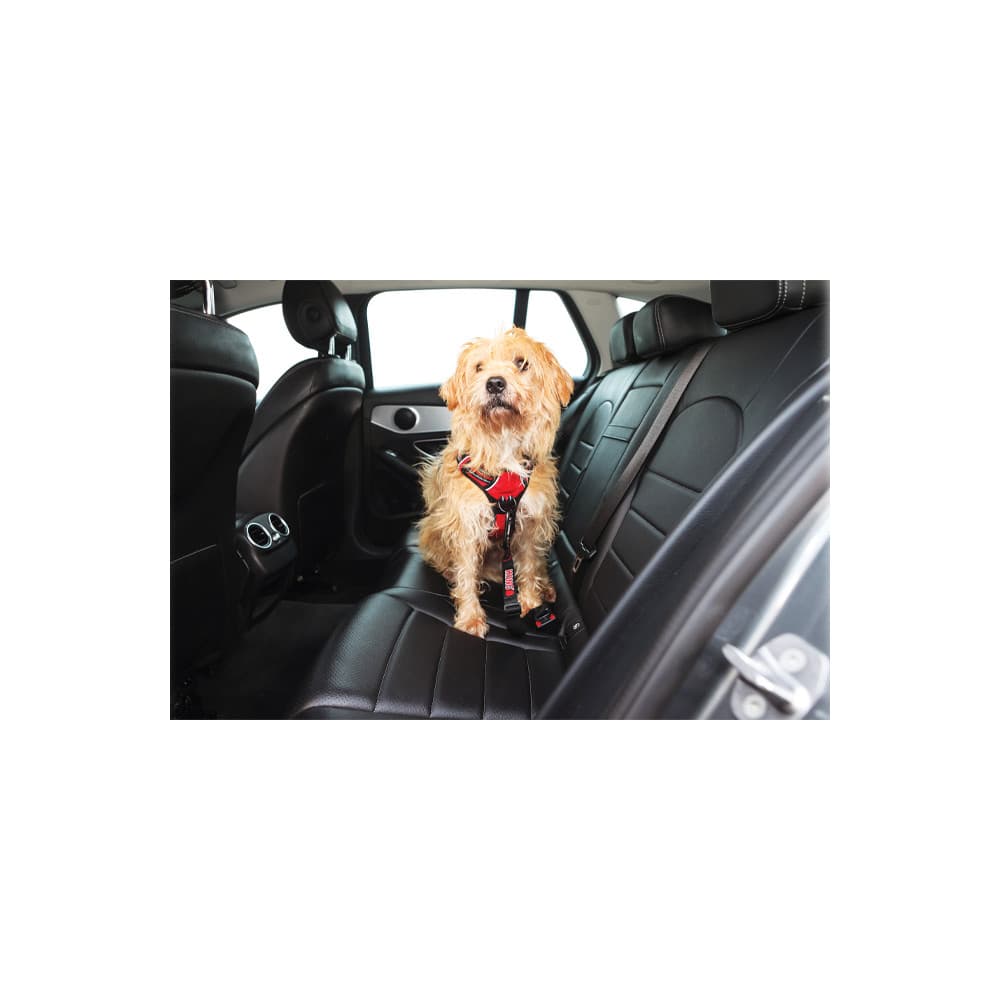 Cinto de segurança - KONG - 2