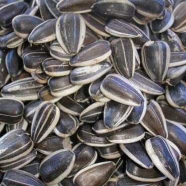 Girassol Raiado Miúdo para aves - Conceito Animal