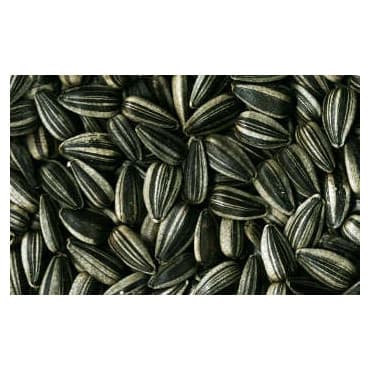 Girassol Raiado Toma para aves - Conceito Animal