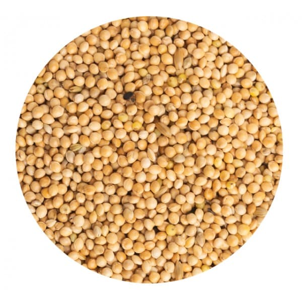 Milho Alvo Branco para aves - Conceito Animal