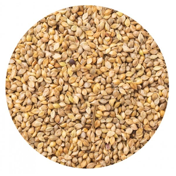 Milho Alvo Japonês para aves - Conceito Animal