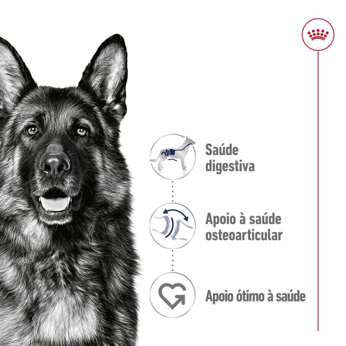 Royal Canin - Comida Húmida para Cão Adulto Maxi - 2