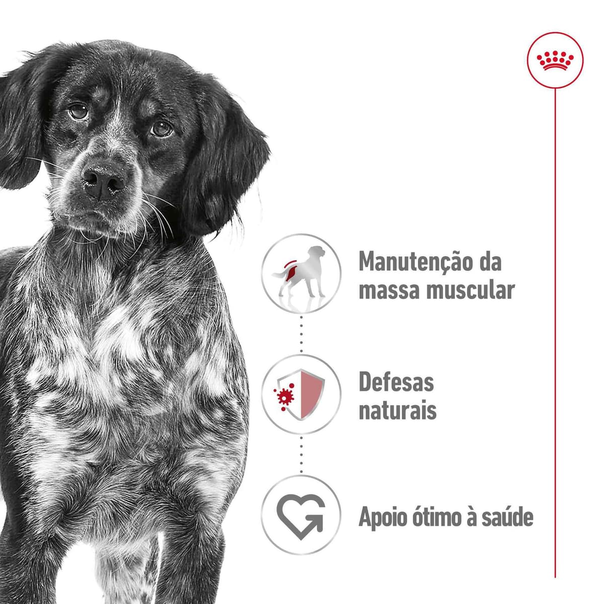 Royal Canin  - Comida Húmida para Cão Adulto Médio - 2