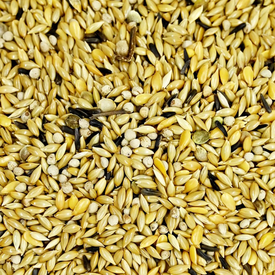 Canários “Pena Branca” - Canto Alegre