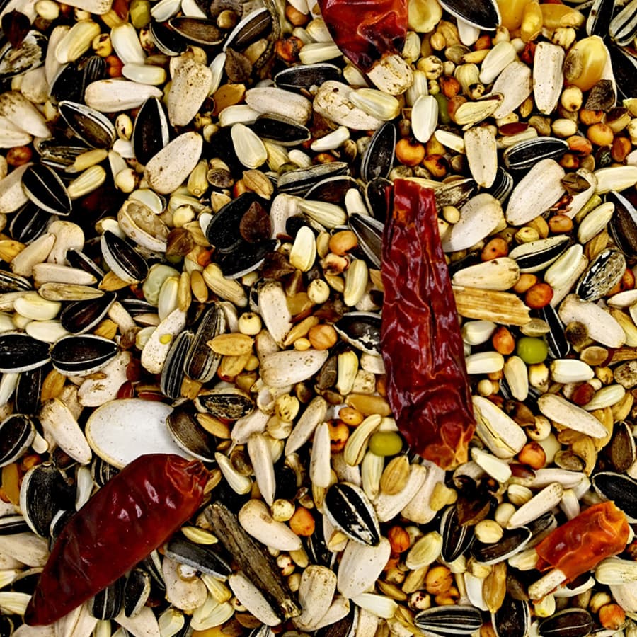 Papagaios Criação - Canto Alegre