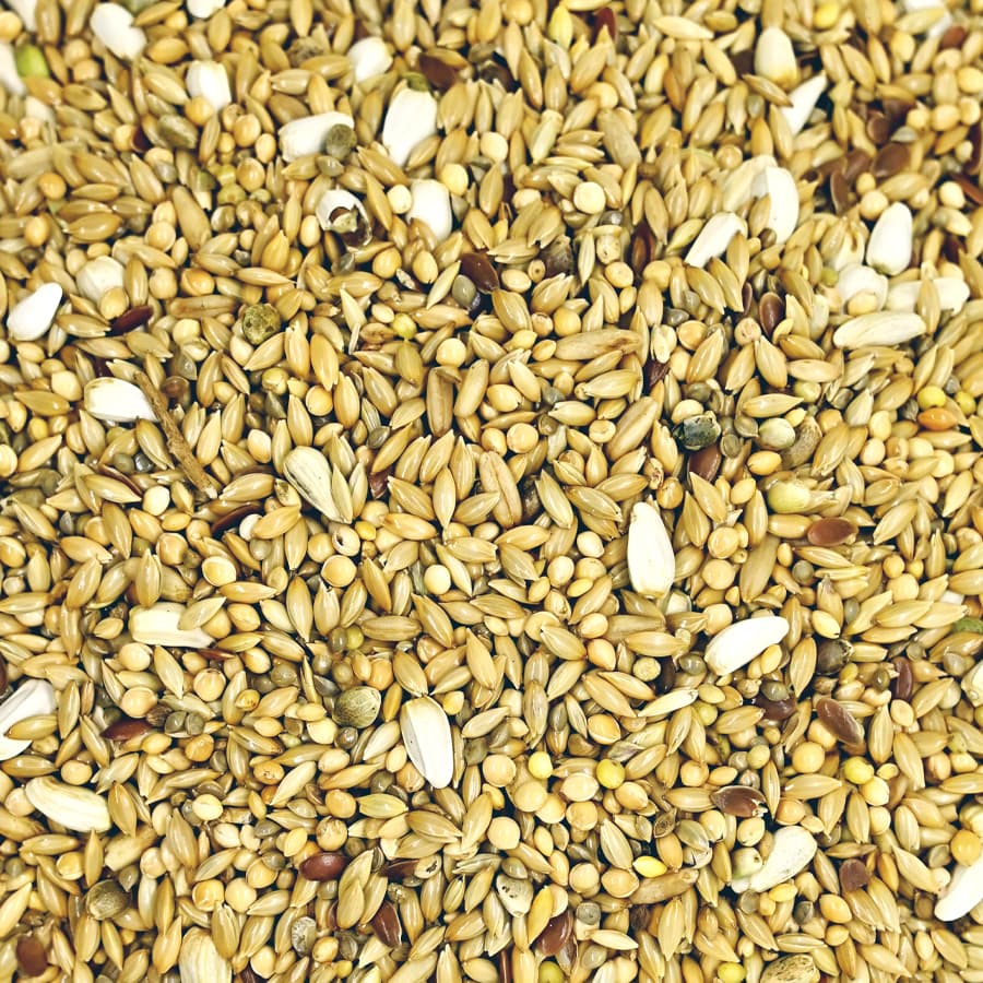 Periquitos Ingleses “Super Cria” - Canto Alegre