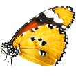 https://conceitoanimal.pt/wp-content/uploads/2019/08/butterfly.png